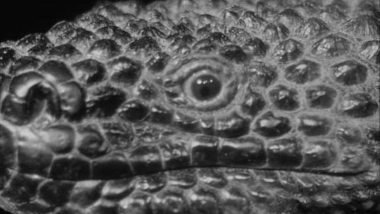 The Giant Gila Monster (1959) still